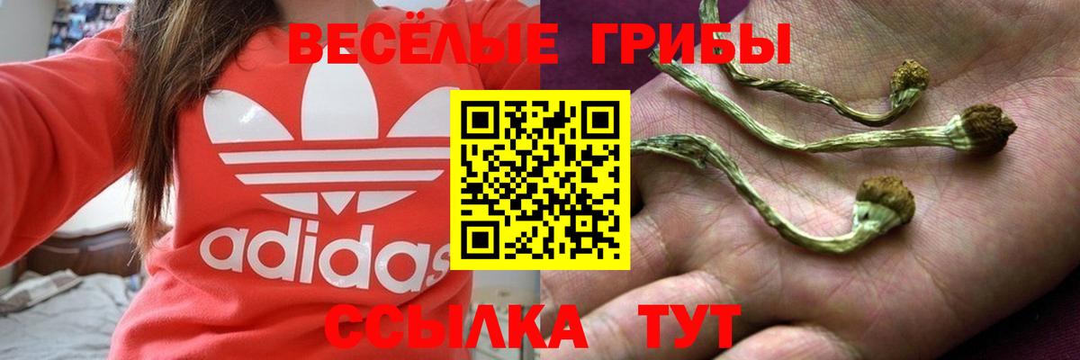 где купить наркотик  Псилоцибиновые грибы мицелий  Вход с VPN  Новоалександровск 